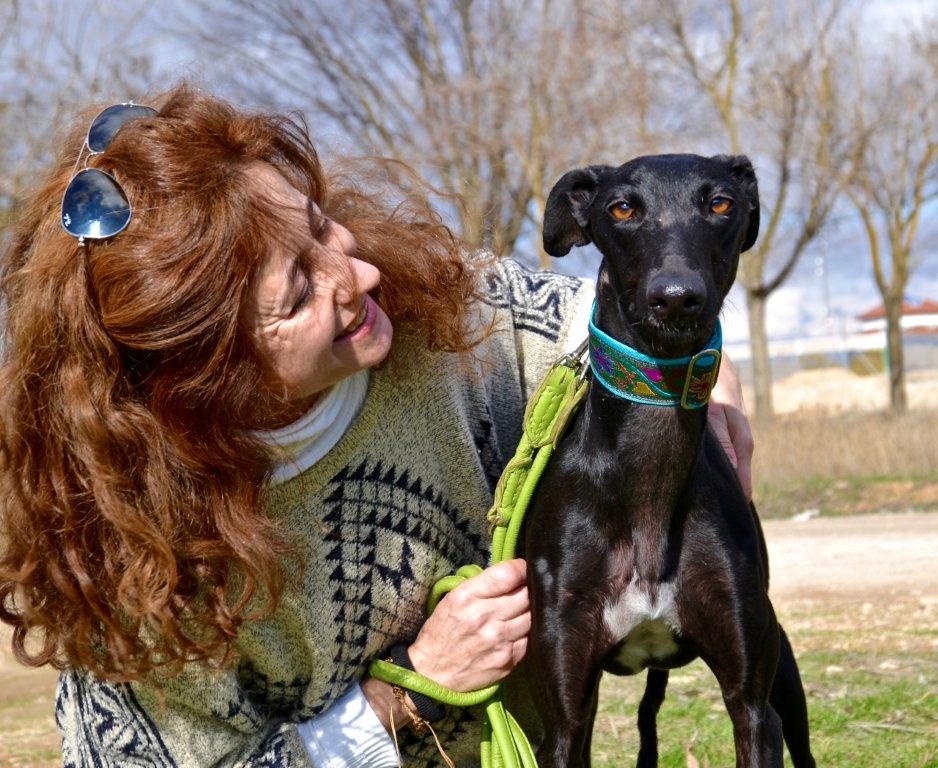 Photo de NAVIDAD, un lévrier en attente d adoption