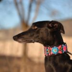 Photo de PESETA, un lévrier à adopté