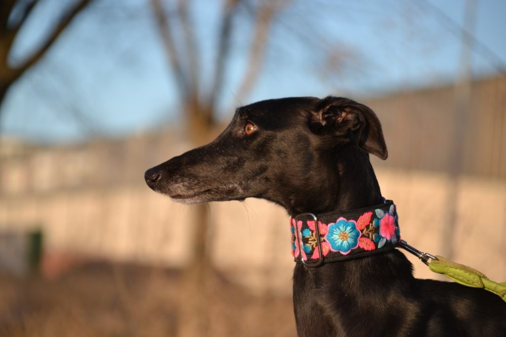 Photo de PESETA, un lévrier en attente d adoption