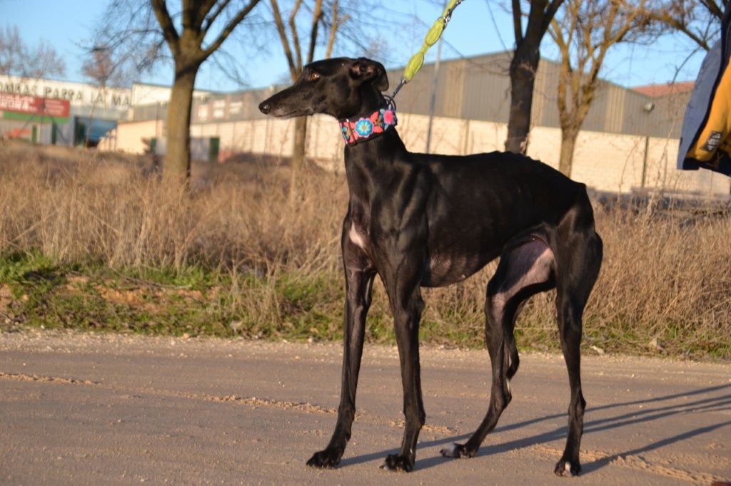 Photo de PESETA, un lévrier en attente d adoption