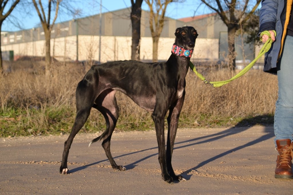 Photo de PESETA, un lévrier en attente d adoption