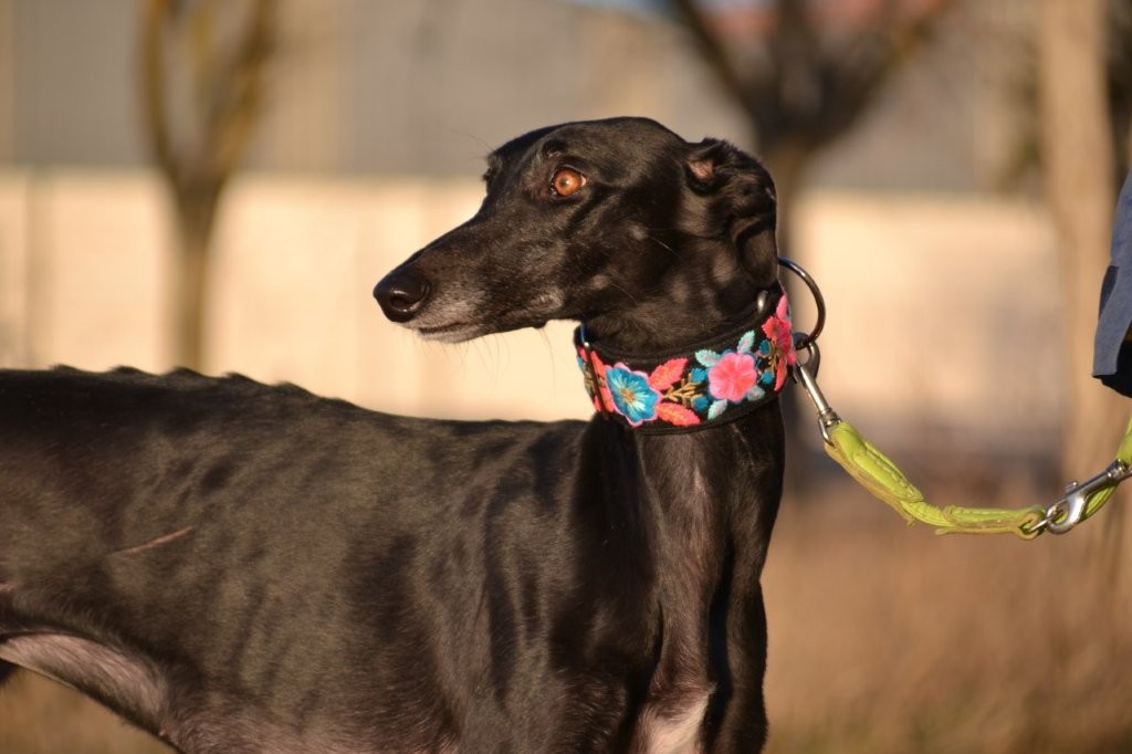 Photo de PESETA, un lévrier en attente d adoption