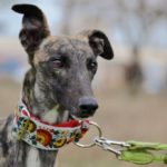 Photo de ADOLFO, un lévrier à adopté