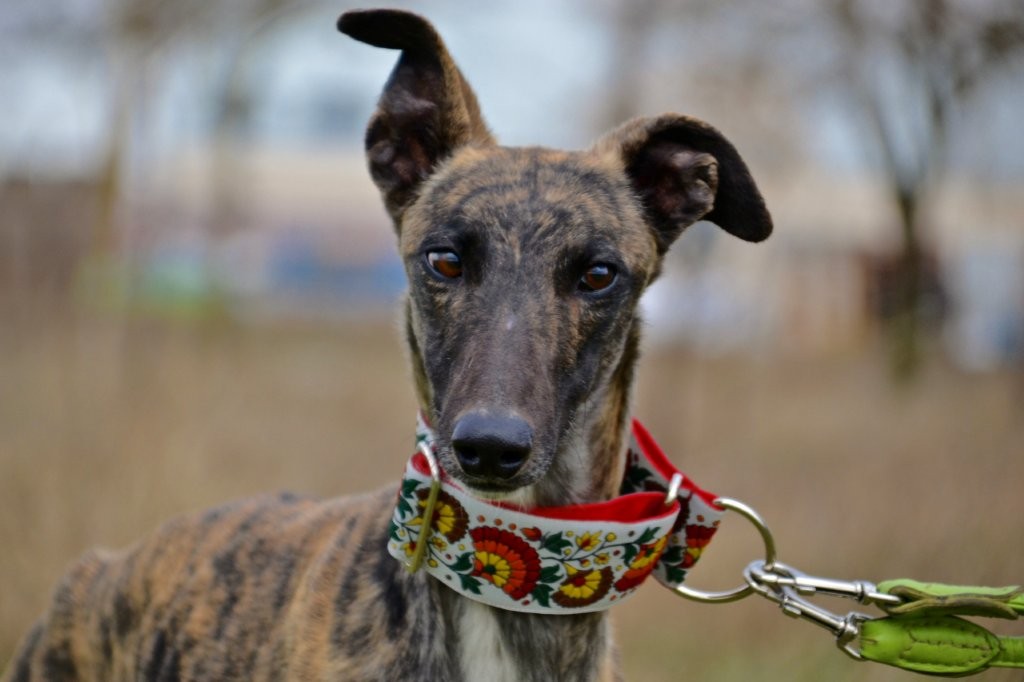 Photo de ADOLFO, un lévrier en attente d adoption