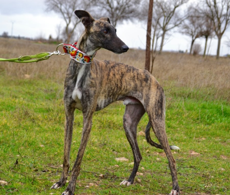 Photo de ADOLFO, un lévrier en attente d adoption