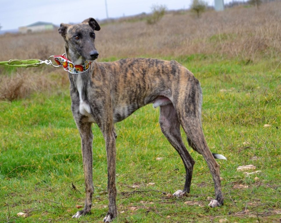 Photo de ADOLFO, un lévrier en attente d adoption