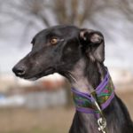 Photo de ALISA, un lévrier à adopté