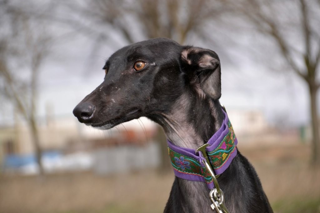 Photo de ALISA, un lévrier en attente d adoption