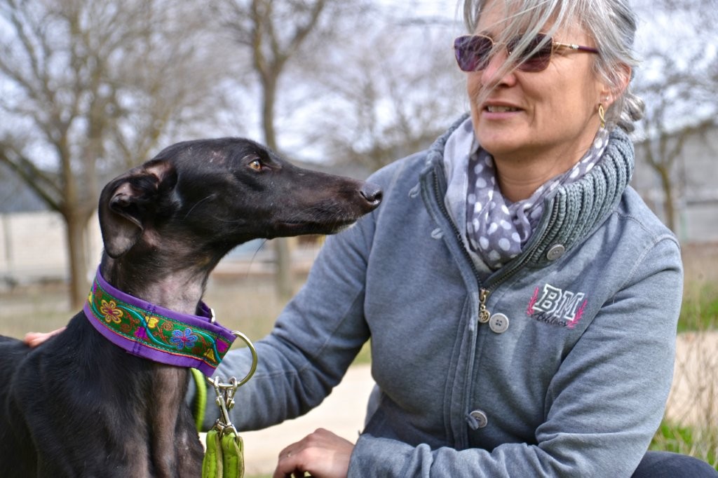 Photo de ALISA, un lévrier en attente d adoption