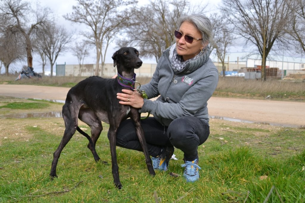 Photo de ALISA, un lévrier en attente d adoption