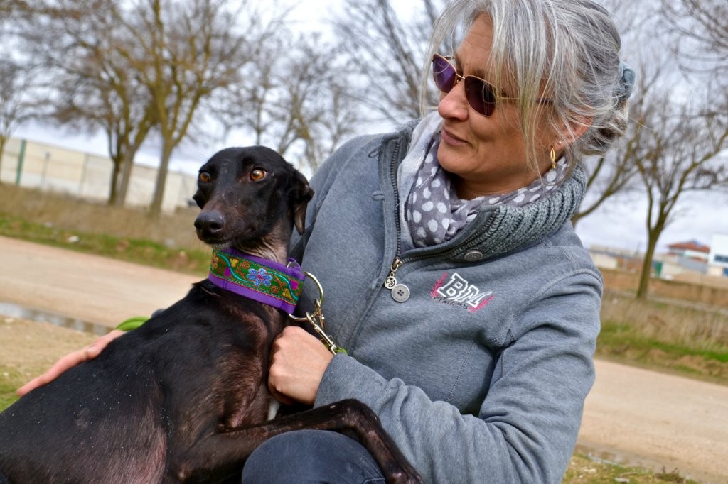 Photo de ALISA, un lévrier en attente d adoption