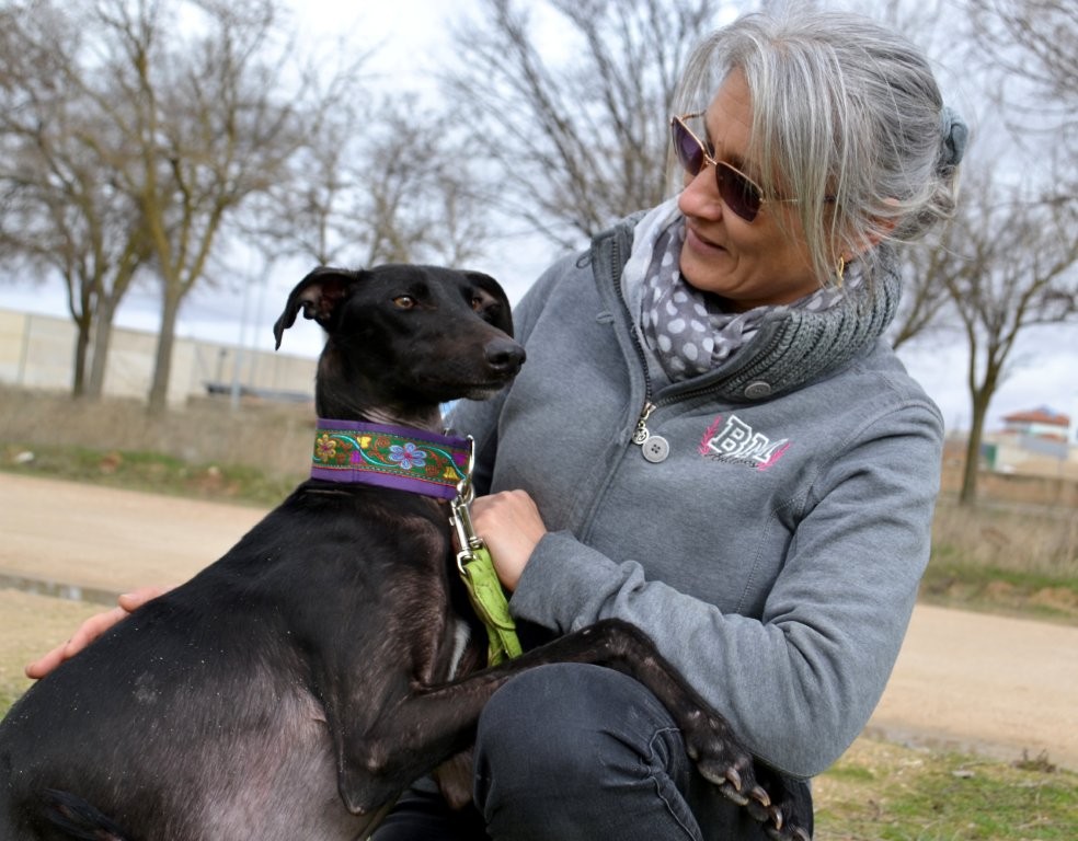 Photo de ALISA, un lévrier en attente d adoption