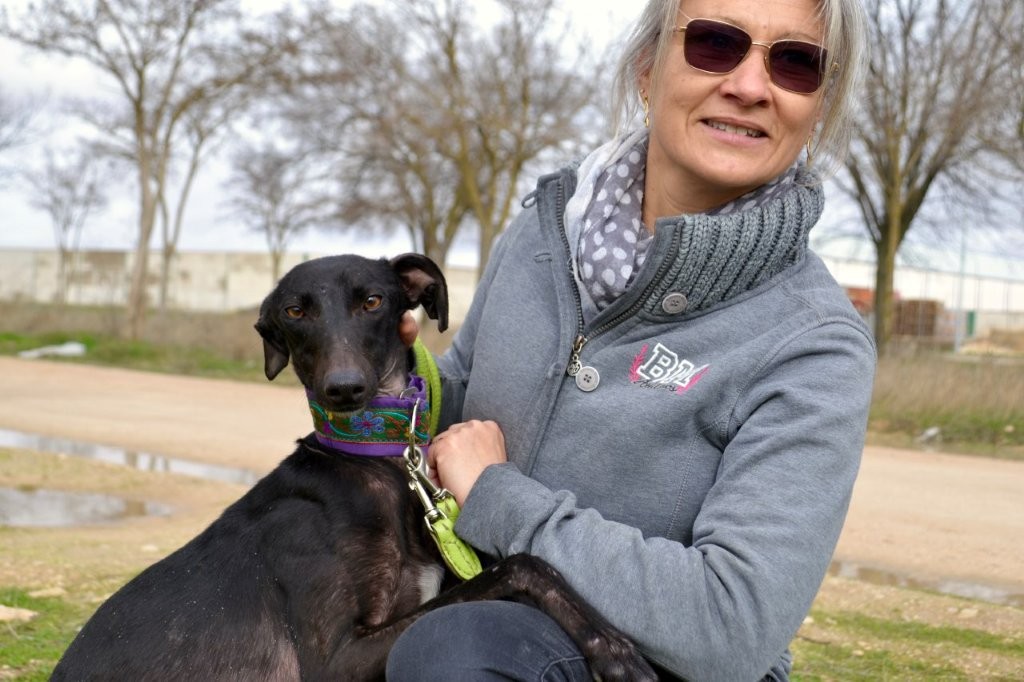 Photo de ALISA, un lévrier en attente d adoption