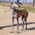 Photo de AMARA, un lévrier à adopté