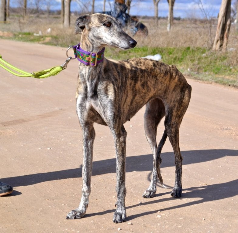 Photo de AMARA, un lévrier en attente d adoption