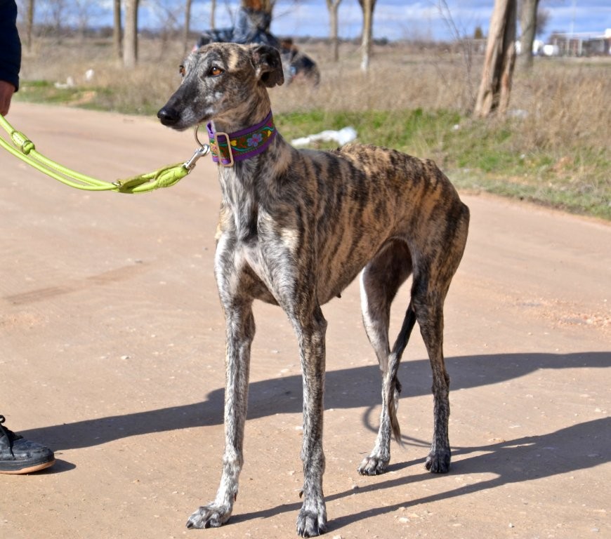Photo de AMARA, un lévrier en attente d adoption