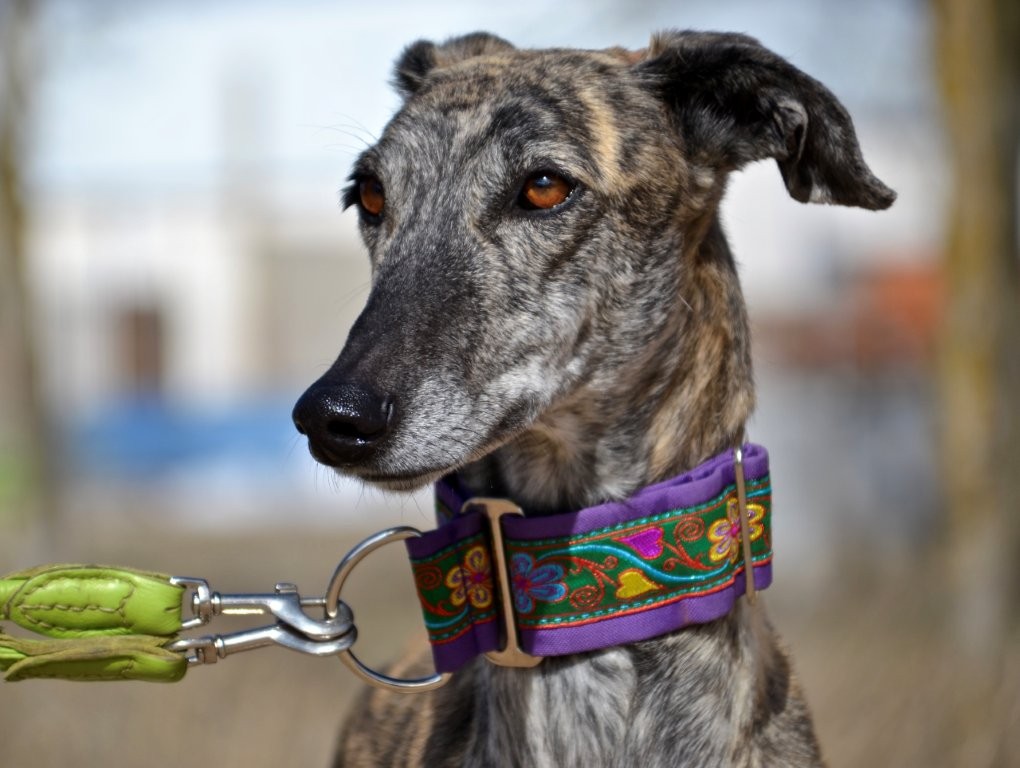 Photo de AMARA, un lévrier en attente d adoption