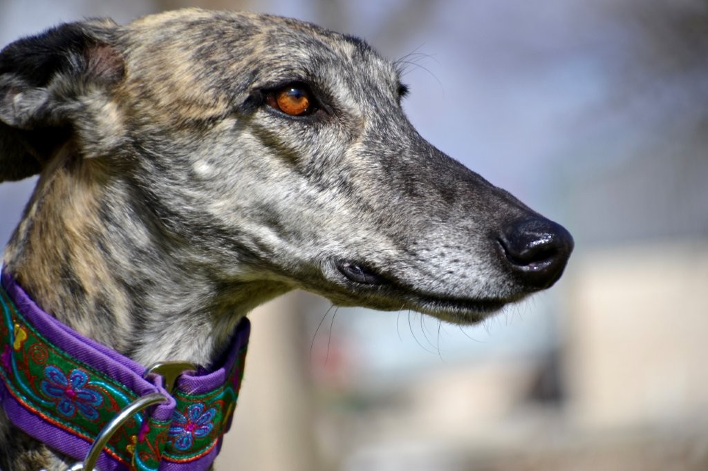 Photo de AMARA, un lévrier en attente d adoption