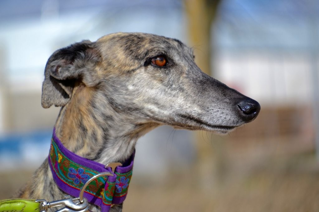 Photo de AMARA, un lévrier en attente d adoption