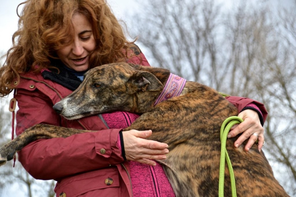 Photo de BOLLITO, un lévrier en attente d adoption
