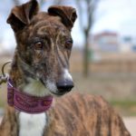 Photo de BOLLITO, un lévrier à adopté