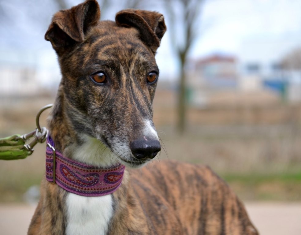 Photo de BOLLITO, un lévrier en attente d adoption