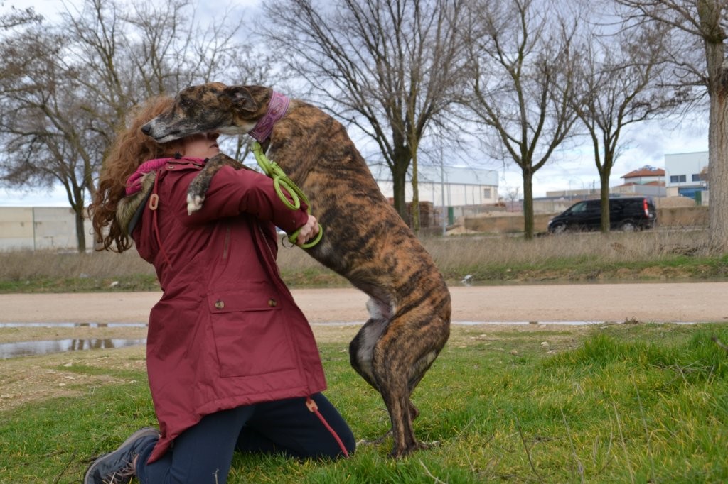 Photo de BOLLITO, un lévrier en attente d adoption