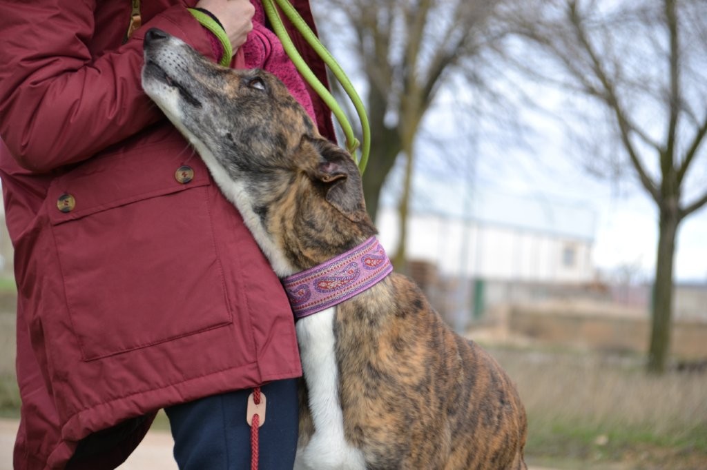 Photo de BOLLITO, un lévrier en attente d adoption