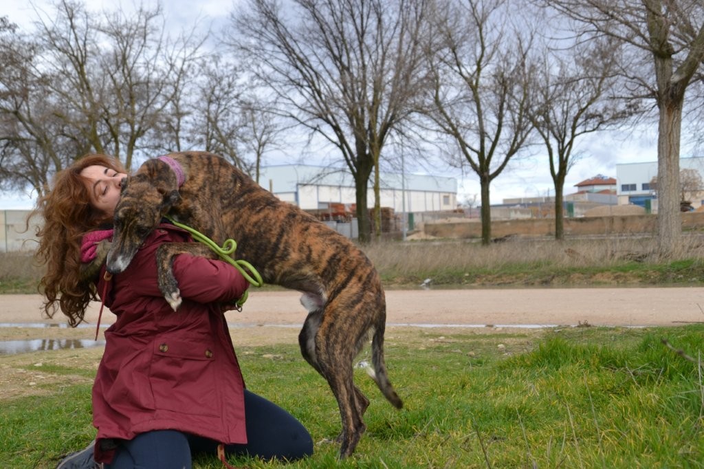 Photo de BOLLITO, un lévrier en attente d adoption