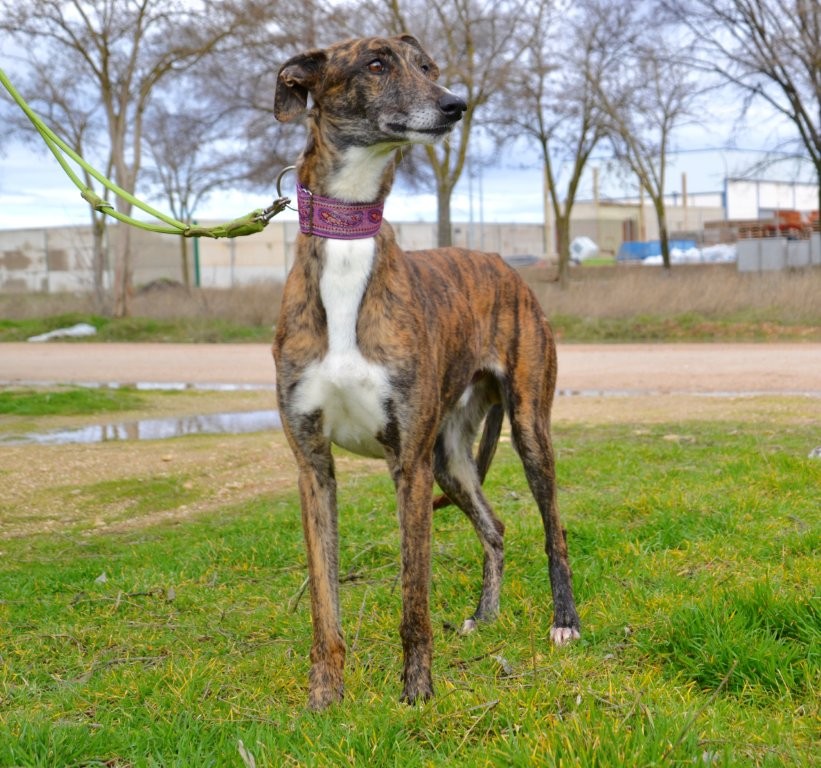 Photo de BOLLITO, un lévrier en attente d adoption