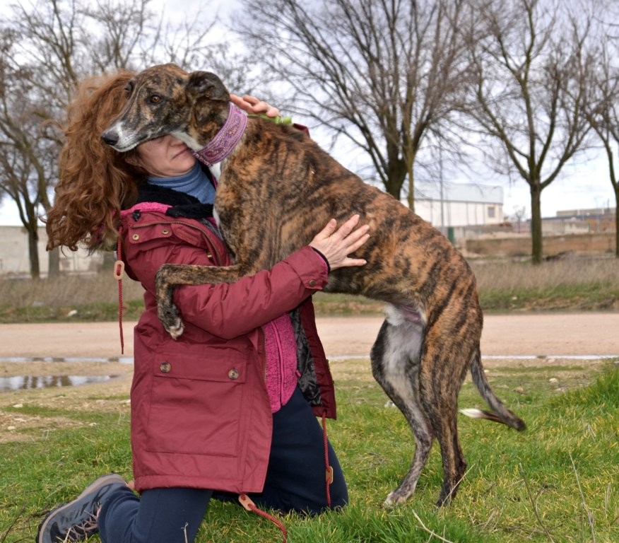 Photo de BOLLITO, un lévrier en attente d adoption
