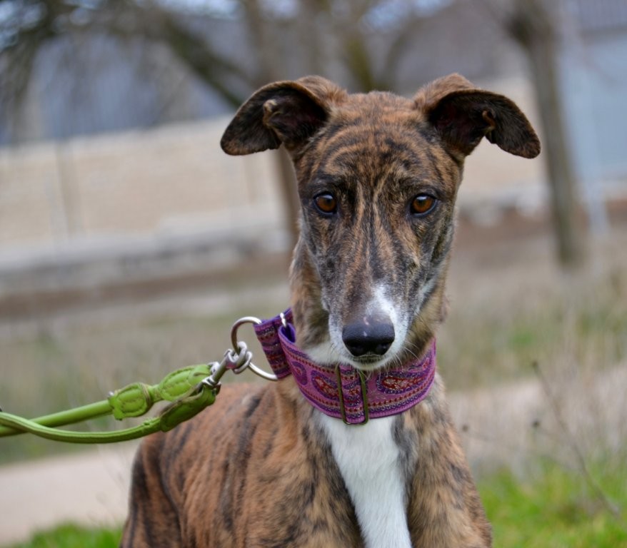 Photo de BOLLITO, un lévrier en attente d adoption