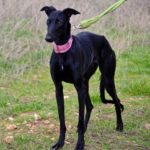 Photo de BRECA, un lévrier à adopté