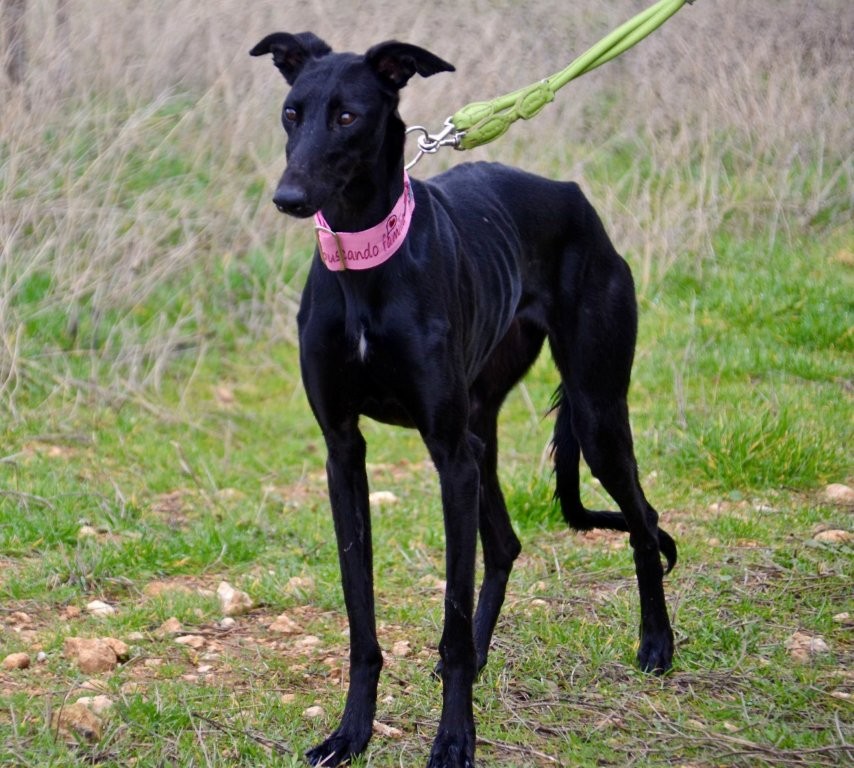 Photo de BRECA, un lévrier en attente d adoption