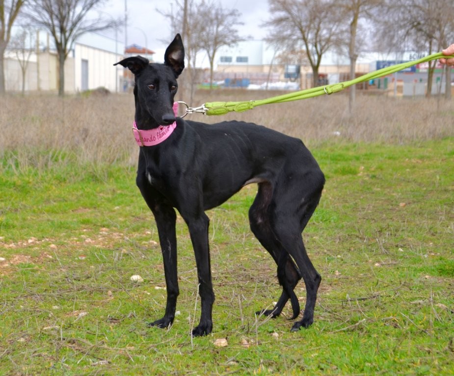 Photo de BRECA, un lévrier en attente d adoption
