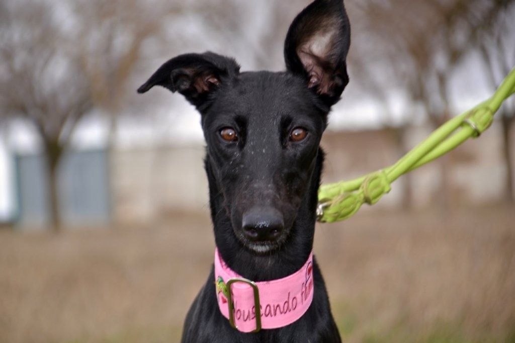 Photo de BRECA, un lévrier en attente d adoption