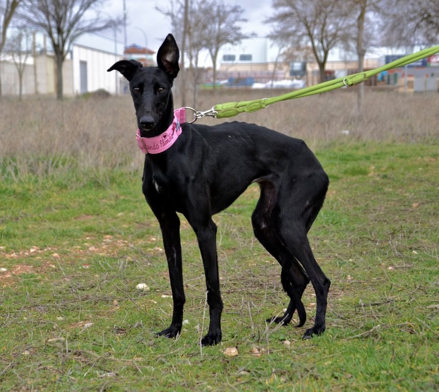 Photo de BRECA, un lévrier en attente d adoption