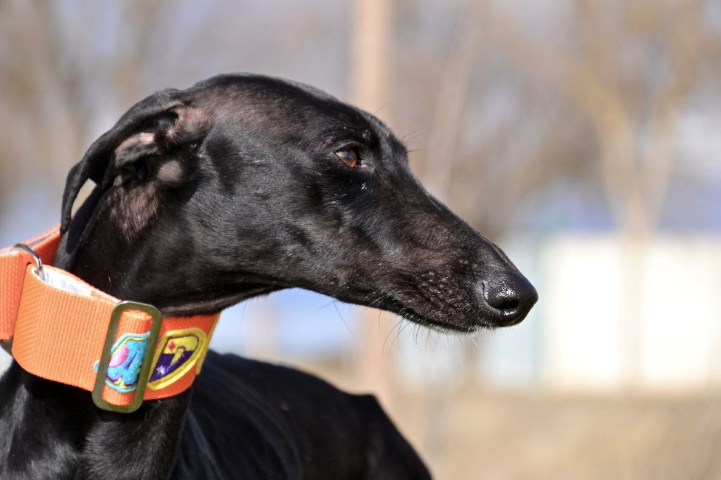Photo de CARMELA, un lévrier en attente d adoption