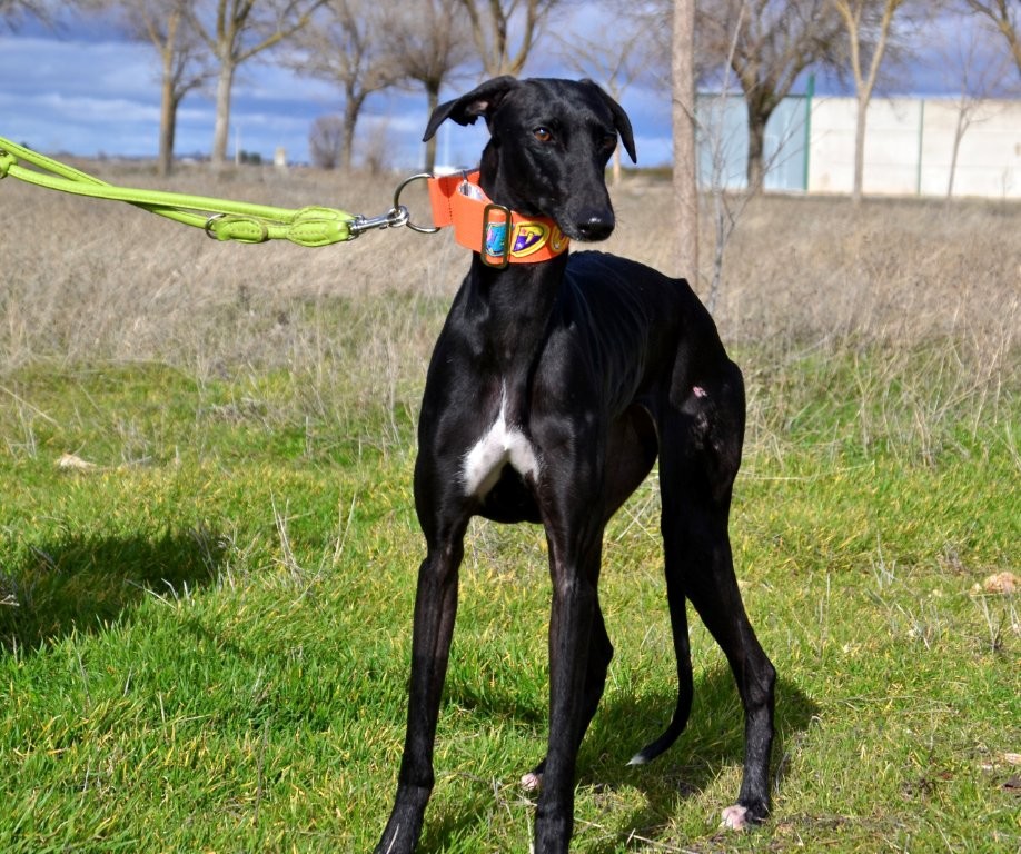 Photo de CARMELA, un lévrier en attente d adoption
