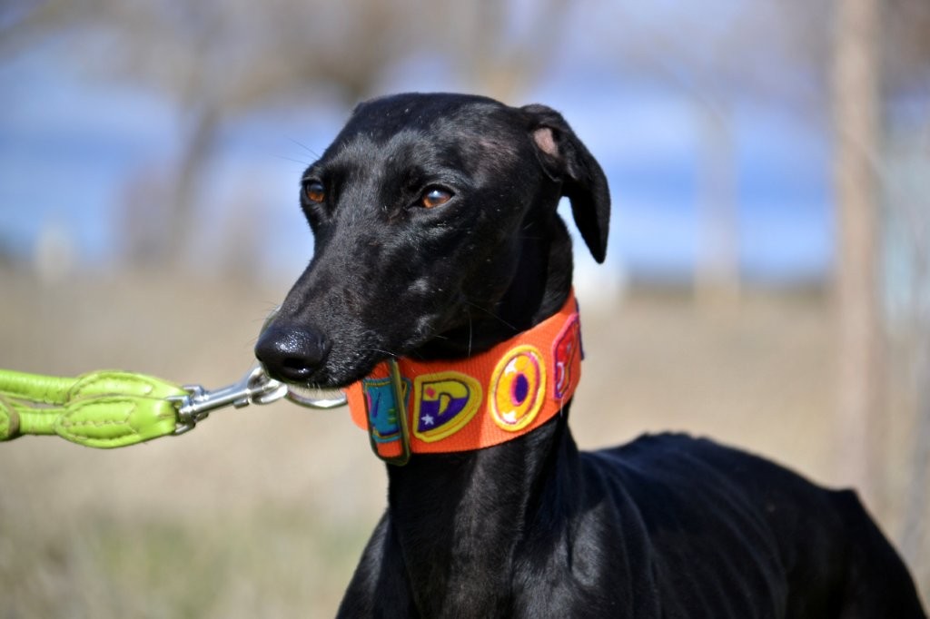 Photo de CARMELA, un lévrier en attente d adoption