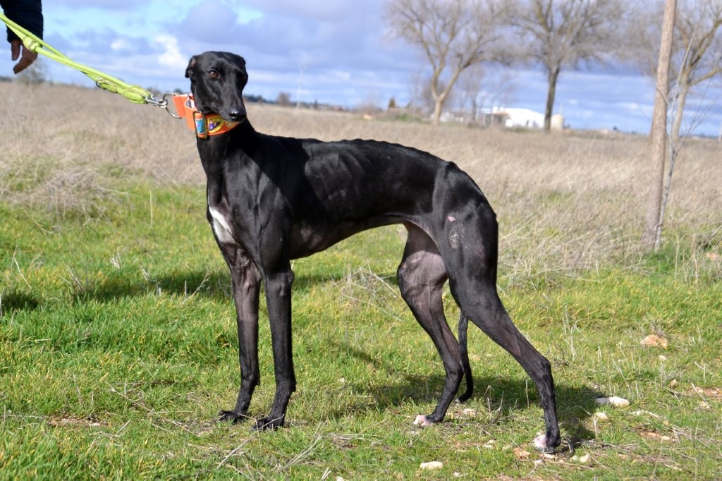 Photo de CARMELA, un lévrier en attente d adoption