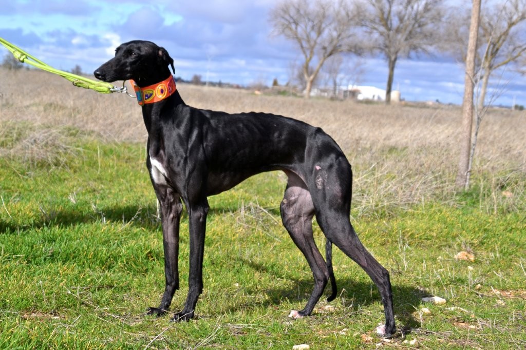 Photo de CARMELA, un lévrier en attente d adoption