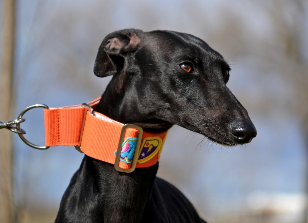 Photo de CARMELA, un lévrier en attente d adoption