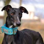 Photo de CHOLO, un lévrier à adopté