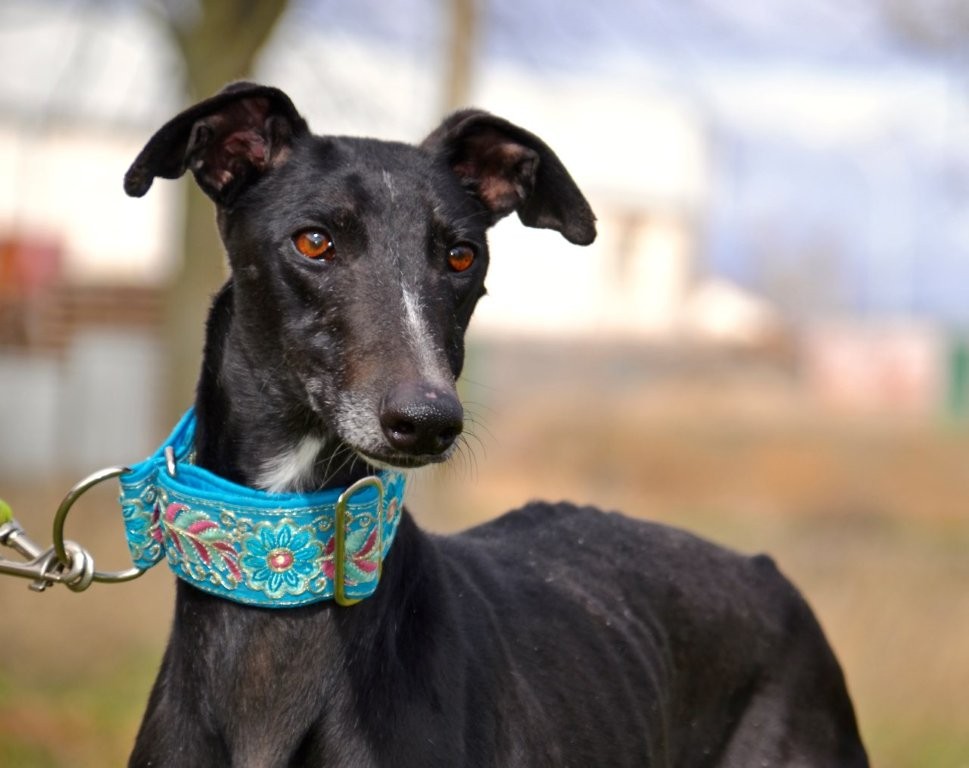 Photo de CHOLO, un lévrier en attente d adoption