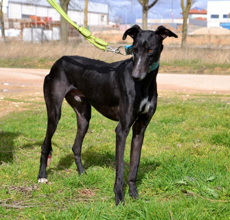 Photo de CHOLO, un lévrier en attente d adoption