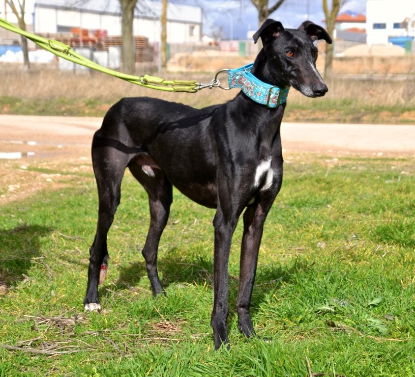 Photo de CHOLO, un lévrier en attente d adoption