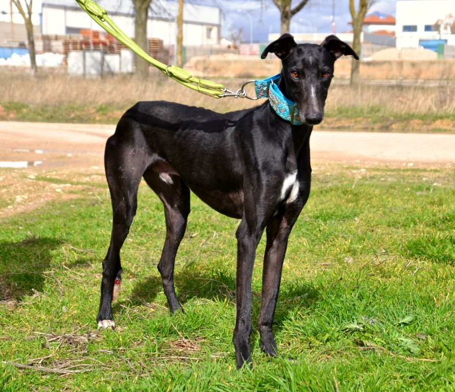 Photo de CHOLO, un lévrier en attente d adoption