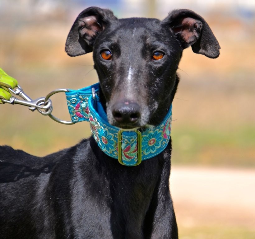 Photo de CHOLO, un lévrier en attente d adoption