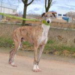 Photo de COMOYO, un lévrier à adopté